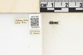 Media type: image;   Entomology 769812 Aspect: Labels